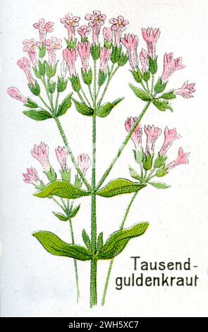 Centaury Centaurium erythraea, (libro di botanica, 1908), Tausendgüldenkraut Foto Stock