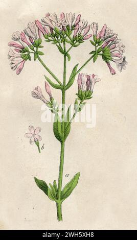 Centaury Centaurium erythraea, (libro di botanica, 1879), Tausendgüldenkraut Foto Stock