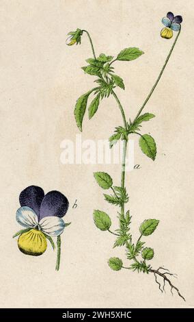 Wild Pansy Viola tricolor, (libro di botanica, 1879), Wildes Stiefmütterchen Foto Stock