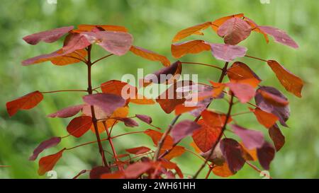 Euphorbia cotinifolia. La linfa può causare irritazione se viene a contatto con la pelle o gli occhi umani Foto Stock