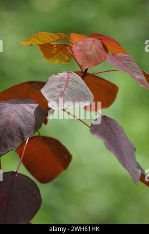 Euphorbia cotinifolia. La linfa può causare irritazione se viene a contatto con la pelle o gli occhi umani Foto Stock