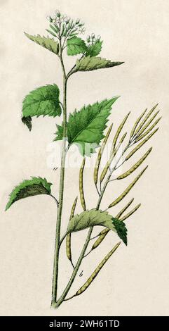 Aglio senape Alliaria petiolata (libro botanico, 1879), Knoblauchsrauke Foto Stock