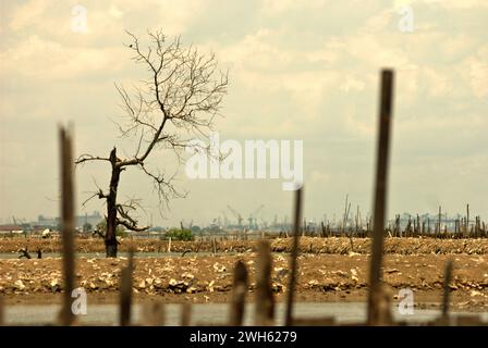 Un albero secco sul paesaggio costiero, che è una fattoria di gamberi costruita su un terreno bonificato vicino all'estuario del canale alluvionale di Giacarta, è fotografato dall'acqua costiera amministrativamente situata nella reggenza di Bekasi, Giava occidentale, Indonesia. Il porto di Giacarta e l'area costiera di Giacarta possono essere visti in lontananza. Foto Stock