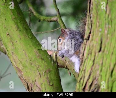 Scoiattolo grigio nell'albero, St Ives Estate, Bingley, West Yorkshire in inverno Foto Stock