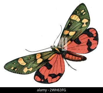 Tigre scarlet Callimorpha dominula, Millot, Adolphe (1857-1921) u. H. Demoulin sc (enciclopedia, 1910), Schönbär Foto Stock