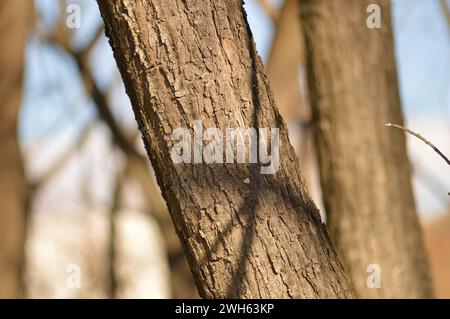 Albero in una foresta al lago Tekapo, nuova Zelanda Foto Stock