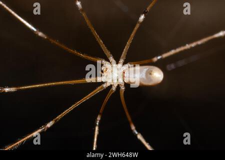 Cellar Spider, Pholcus phalangioides, undrside, Nelson, South Island, nuova Zelanda Foto Stock