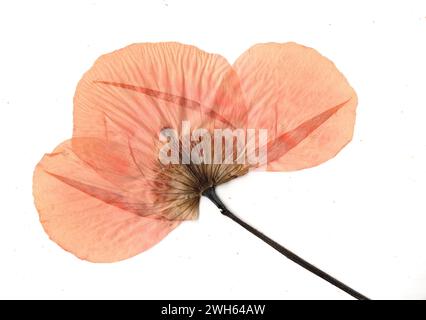 Fiore di papavero pressato su sfondo bianco. Foto Stock