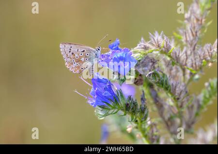 Il blu di ciclogna - Lysandra coridon - succhia il nettare con la sua proboscide da una fioritura di bugloss di vipera - Echium vulgare Foto Stock