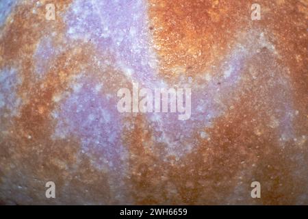 Una foto macro ipnotizzante che rivela l'intricato schema superficiale e la bellezza naturale di una specie di Cypraea conchiglia dalle profondità dell'oceano Foto Stock