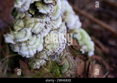 Un'immagine ravvicinata di un fungo a forcella a polipi a molte zone che cresce su un tronco di albero, funghi a scaffale che crescono su corteccia di tronco in putrefazione nella foresta Foto Stock