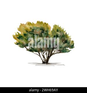 Foglie verdi. Piante forestali design natura clip art. Illustrazione acquerello isolata su sfondo bianco. Elemento disegnato a mano per il turismo, outdoo Foto Stock