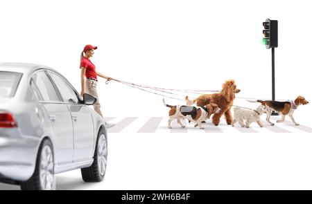 Passeggia per cani con cani che attraversano una strada a un semaforo isolato su sfondo bianco Foto Stock