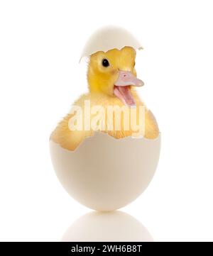 Immagine di Pasqua di un bambino divertente anatra seduto in un uovo rotto Foto Stock