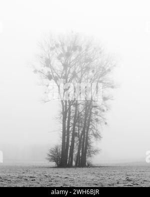 Sagoma di alberi di abare lungo la strada di campagna in Polonia, in Europa in giornata nebbiosa d'inverno Foto Stock