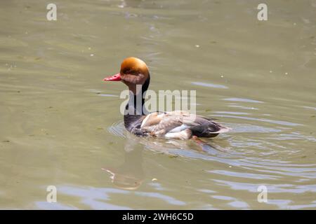 Un'anatra rossa netta Rufina in acqua Foto Stock