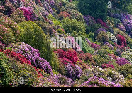 Il colle del rododendro nel parco di Burcina "felice Piacenza", provincia di biella, Piemonte, Italia Foto Stock