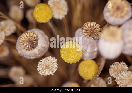 Macro shot di fiori di papavero essiccati in un vaso dalle bellissime tonalità marrone, oro e giallo, per decorare la tua casa. Paesi Bassi Foto Stock