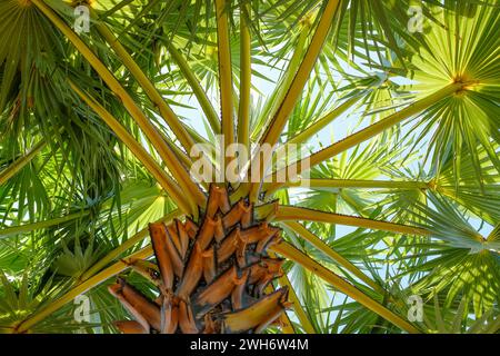 Sfondo naturale delle foglie di palma rami Foto Stock