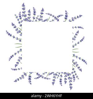 Cornice quadrata in acquerello delicata con fiori viola di lavanda. Modello da erbe naturali con spazio di copia. Illustrazione isolata disegnata a mano wi Foto Stock