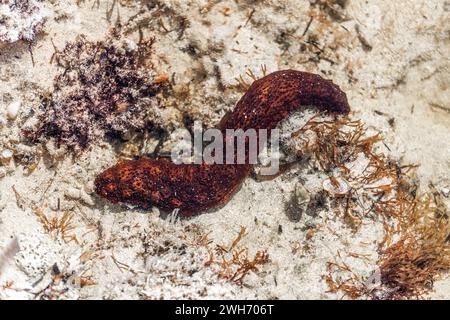 Sea cucumber (class Holothuroidea) in shallow water on the Mediterranean coast of Mallorca, Mallorca, Balearic Islands, Spain, Europe Foto Stock
