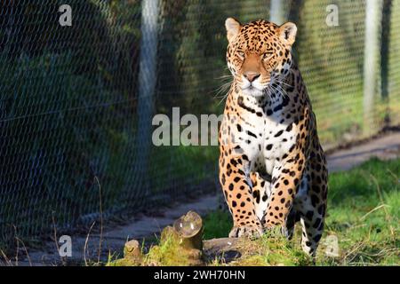 Un giaguaro maschio al Dartmoor Zoo Park, Devon. Foto Stock