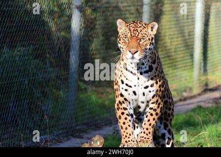 Un giaguaro maschio al Dartmoor Zoo Park, Devon. Foto Stock