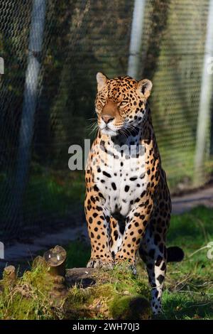 Un giaguaro maschio al Dartmoor Zoo Park, Devon. Foto Stock