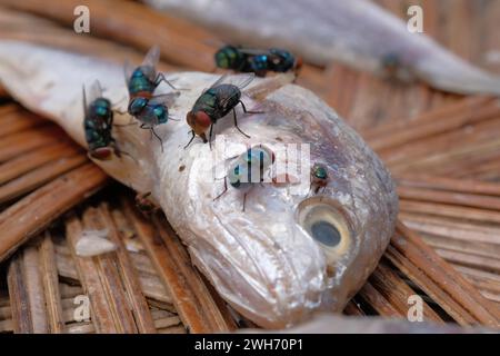 Primo piano di un gruppo di mosche su un pesce morto Foto Stock