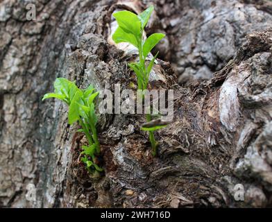 Germogli giovani germinano sul tronco di un vecchio albero Foto Stock