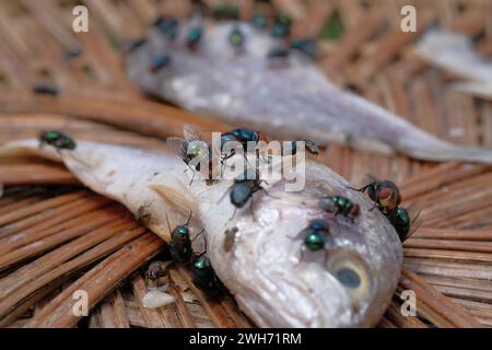 Primo piano di un gruppo di mosche su un pesce morto Foto Stock