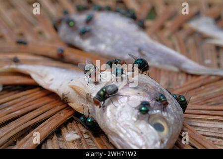 Primo piano di un gruppo di mosche su un pesce morto Foto Stock