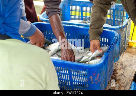 I pescatori o i membri dell'equipaggio selezionano il pesce in un cesto che è stato appena catturato e che verrà pesato. Foto Stock