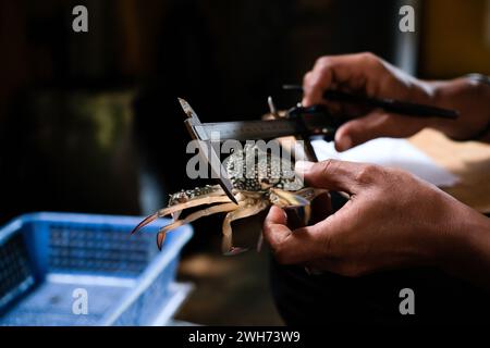 La mano dell'uomo misura un granchio con un dispositivo di misurazione Foto Stock