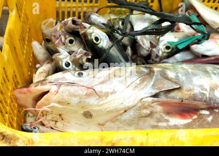 Sgombro fresco Hexanmatichthys sagor appena arrivato dal mare. Pescatore nel cestino Foto Stock