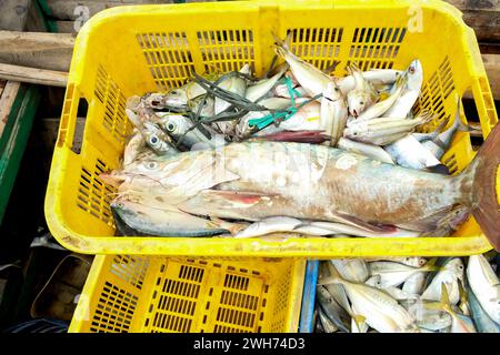 Sgombro fresco Hexanmatichthys sagor appena arrivato dal mare. Pescatore nel cestino Foto Stock