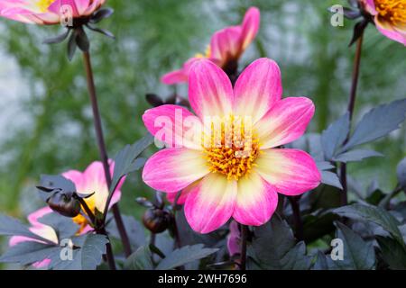 Dahlia Happy Days Halo Flower Foto Stock