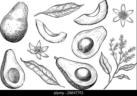 Illustrazioni vettoriali avocado. Set di disegni disegnati a mano in stile lineare. Schizzo di frutta dipinto da inchiostri neri su sfondo isolato in stile lineare. Incisione monocromatica con fette per etichette alimentari Illustrazione Vettoriale