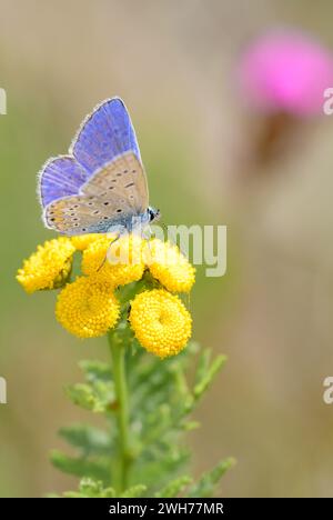 Hauhechel-Bläuling - Polyommatus Icarus - su Rainfarn - Tanacetum Vulgare Foto Stock