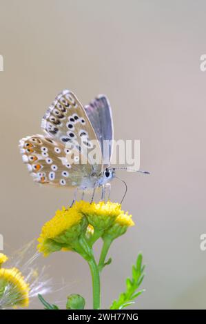 Silver Green Bubble - Lysandra Coridon succhia Nectar da Un Fiore dell'Arrena o Wormwort - Tanacetum Vulgare con il suo tronco Foto Stock