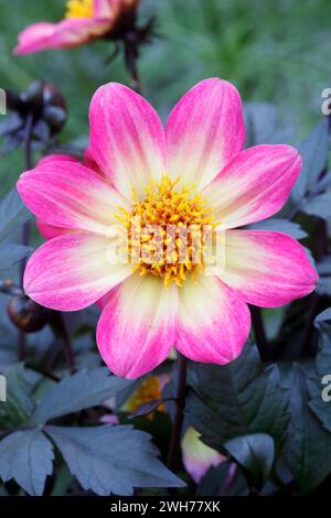 Dahlia Happy Days Halo Flower Foto Stock