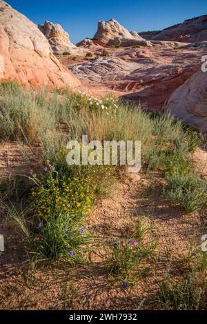 Fiori selvatici in fiore nell'area ricreativa White Pocket, Vermilion Cliffs National Monument, Arizona. Foto Stock