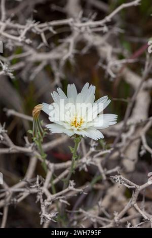 Gravel Ghost, Atrichoseris platyphylla, in fiore in primavera nel deserto del Mojave nel Death Valley National Park, California. Foto Stock