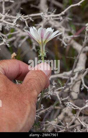 Gravel Ghost, Atrichoseris platyphylla, in fiore in primavera nel deserto del Mojave nel Death Valley National Park, California. Foto Stock