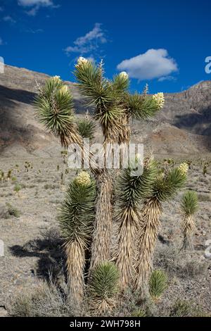 Joshua Tree, Yucca brevifolia, in fiore in primavera nel Death Valley National Park nel deserto del Mojave in California. Foto Stock