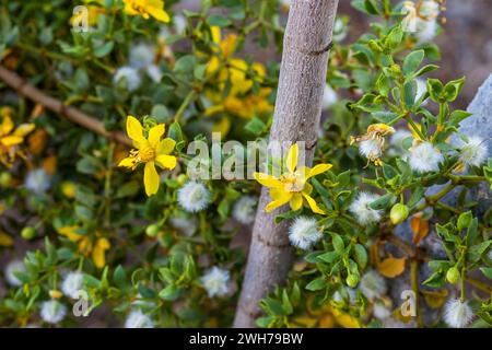 Boccioli, fiori e semi di creosoto Bush, Larrea tridentata, nel deserto del Mojave nel Death Valley National Park, California. Foto Stock