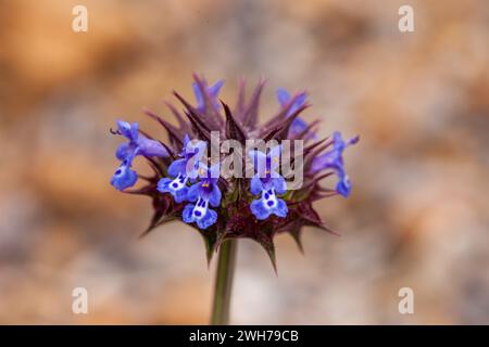 Desert Chia, Salvia columbariae, in fiore in primavera nel deserto del Mojave nel Death Valley National Park, California. Foto Stock