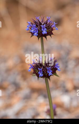 Desert Chia, Salvia columbariae, in fiore in primavera nel deserto del Mojave nel Death Valley National Park, California. Foto Stock