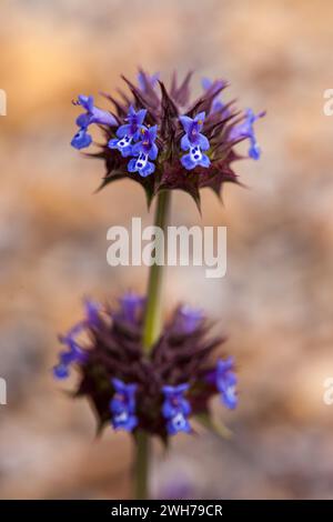 Desert Chia, Salvia columbariae, in fiore in primavera nel deserto del Mojave nel Death Valley National Park, California. Foto Stock