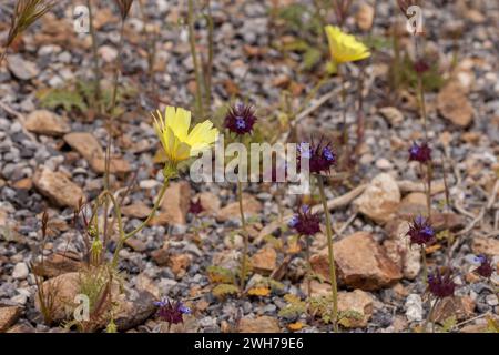 Desert Chia e Desert Dandelion, in fiore in primavera nel deserto del Mojave nel Death Valley National Park, California. Foto Stock